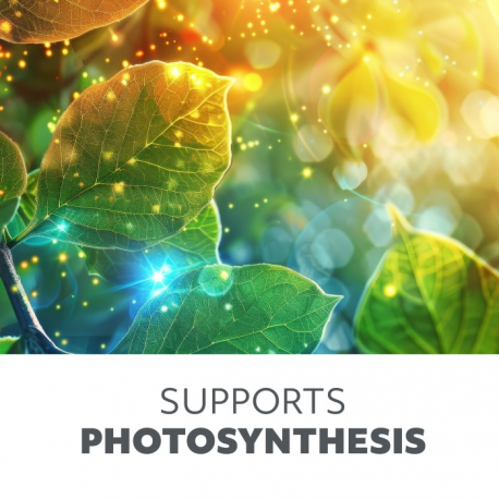 5902201382952 Żarówka do roślin LED PLANTY 24W E27 1200K Kobi design