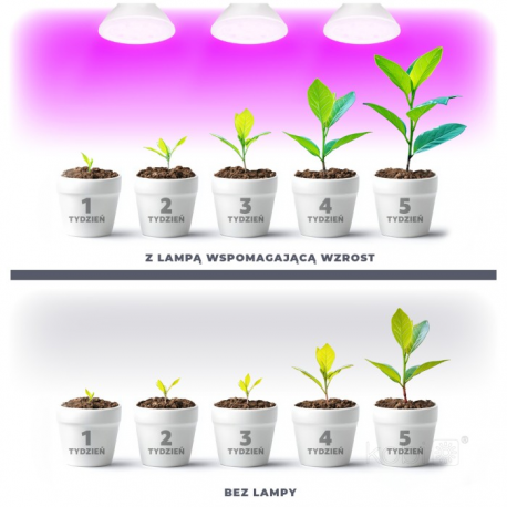 5907178003114 Żarówka do roślin LED PLANTY W 7W E27 1200K biała Kobi Design